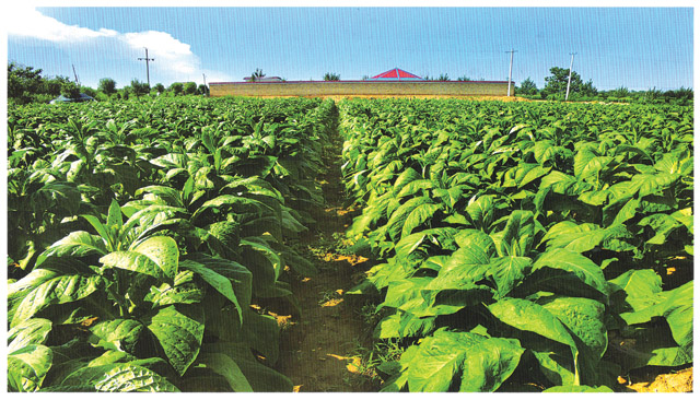 工程案例 工程案例